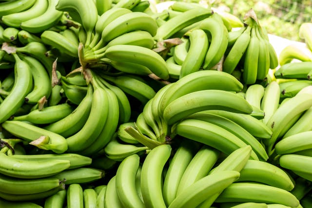 <p>Bananas grow in a temperature range of between 15-35C</p>
