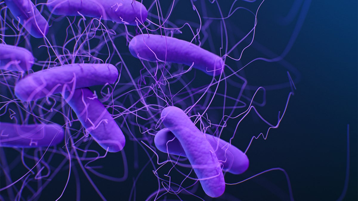 Fecal transplants are often used to help people with C. diff bacterial infections. Some 500,000 occur each year