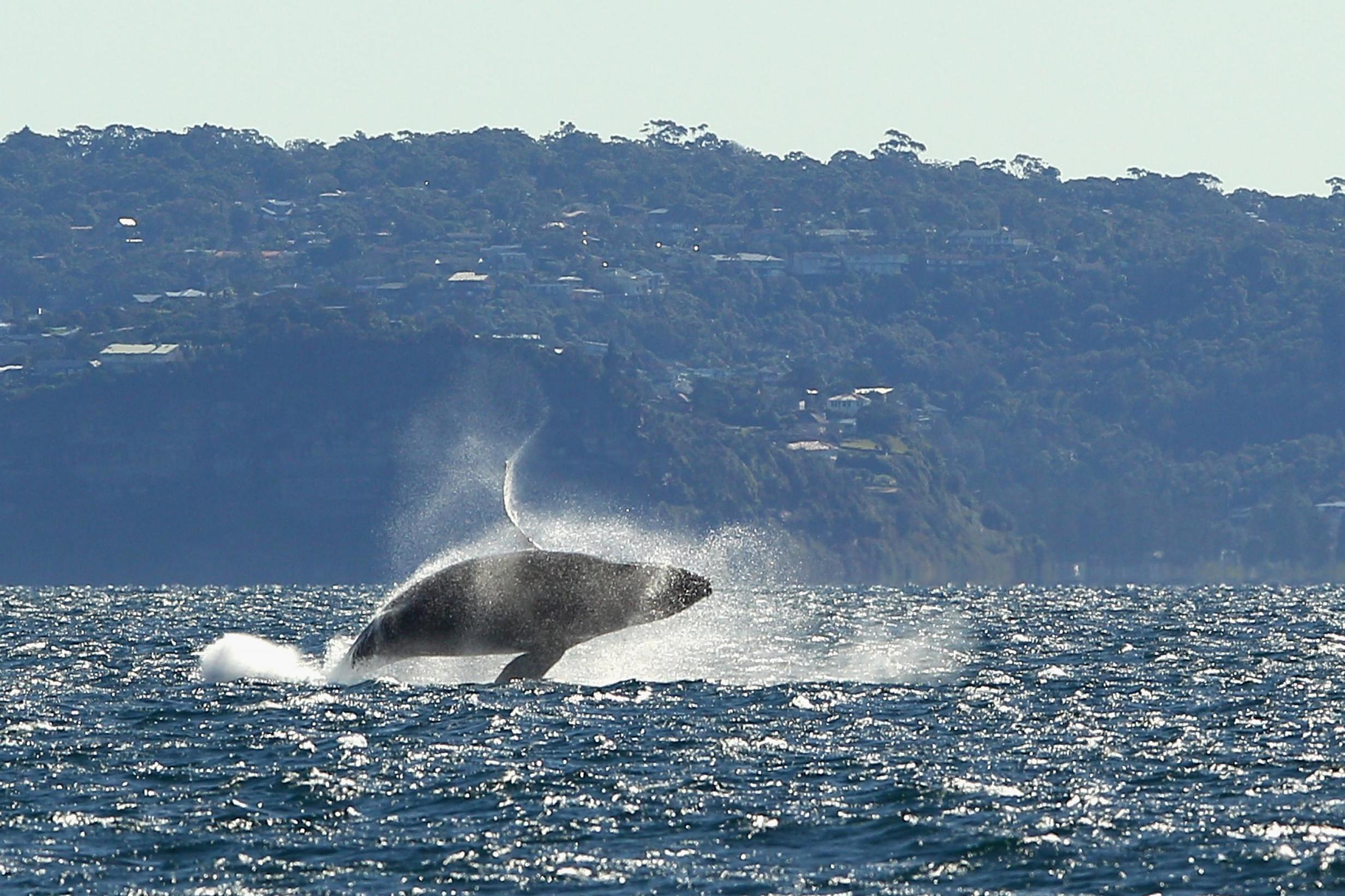 A humpback whale is seen breaching outside of Sydney Heads at the beginning of whale watching season in Sydney, Australia